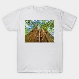 Redwood Grove T-Shirt